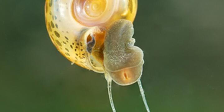 Media Name: News_Snail.jpg